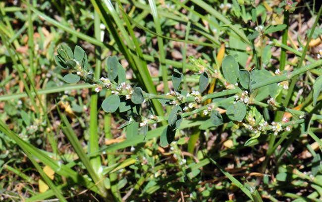 Achyronychia cooperi, Onyxflower, Southwest Desert Flora